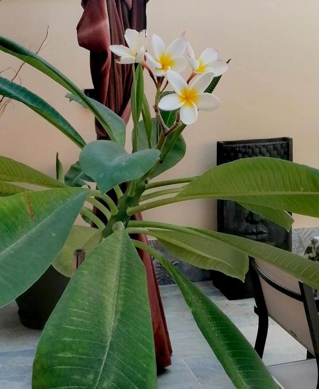 Mikalita Villa San Fernando Bagian luar foto